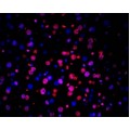 TUNEL LiFluor™ 594 Apoptosis Detection Kit (50 rxns)